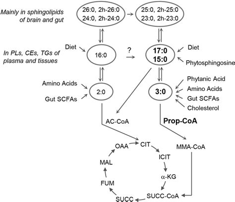 Pentadecanoic and Heptadecanoic Acids: Multifaceted Odd .